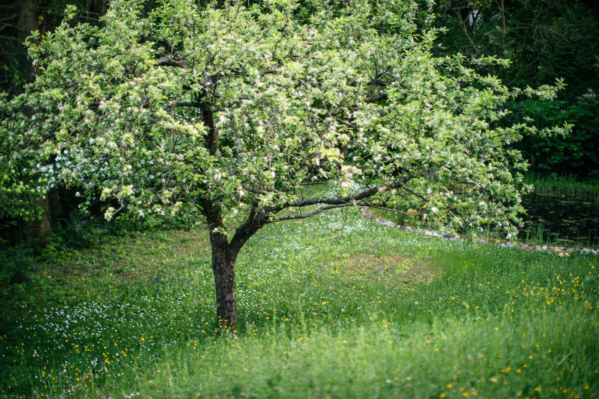 Blühender Obstbaum auf einer Wiese mit kleinem Teich im Hintergrund